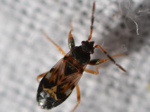 Réf. 311 565 : Scolopostethus thomsoni